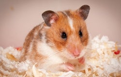 Pet shop hamster